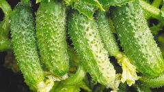 How to increase the yield of cucumbers