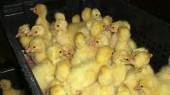 How to withdraw goslings in the incubator
