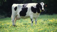 На что обращать внимание при выборе коровы