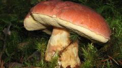 Белые грибы - шедевр природы!