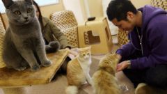 Как открыть кафе для любителей кошек