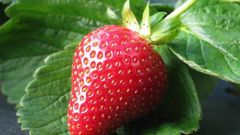 How to grow a lot of strawberries in the country