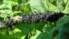 How to deal with black aphids