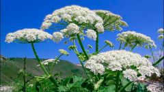 Cow parsnip: what to do if you burn