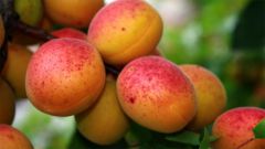 Recipes of jam of apricots