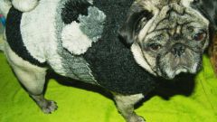 Как быстро связать свитер для собаки