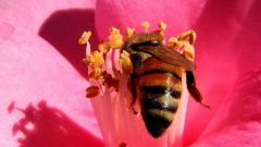 Как повысить иммунитет с помощью пчелиной пыльцы?