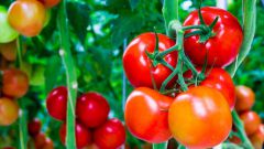 Основные болезни томатов: как их лечить