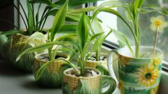 How to deal with gnats in houseplants