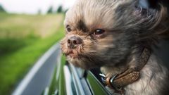 Почему собакам нравится высовывать голову из окна машины