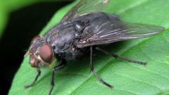 Как бороться с мухами