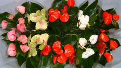 Why Anthurium blacken and dry leaves
