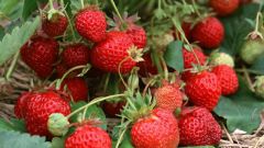 Curly how to grow strawberries in a greenhouse without chemicals