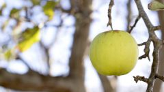 Как отличить сорт яблок антоновка от сорта белый налив