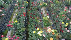 Как ориентироваться в классификации садовых роз