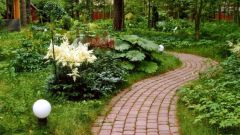 What to plant along walkway