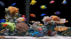 Почему дохнут рыбки в аквариуме