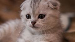 How to care for Scottish fold kittens
