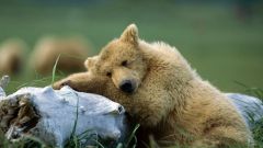 Почему бурые медведи спят всю зиму