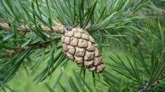 How to brew medicinal jam from cones of spruce and pine