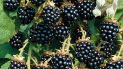 How to freeze blackberries for the winter