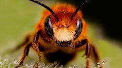 Для чего используют пчелиный яд