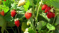 How to grow strawberries from seed