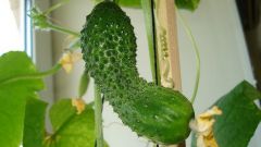 How to grow cucumbers 