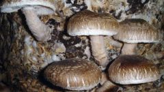 Чем полезны грибы шиитаке