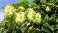 The benefits and harms of hop cones