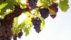 К чему снится виноград