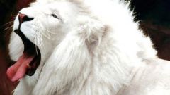 Где обитают белые львы