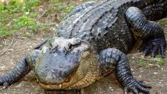 К чему снится крокодил