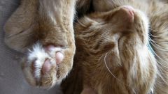 Как проявляется аллергия на кошку