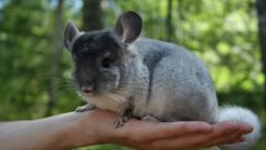 Some teams can be trained chinchilla