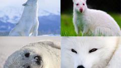 Какие животные бывают белыми