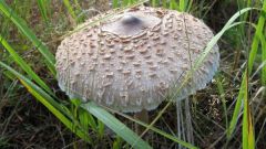Как выглядит гриб-зонтик