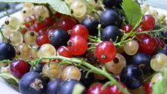 How to collect currants