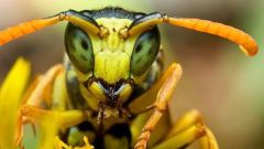 К чему снятся пчелы и осы