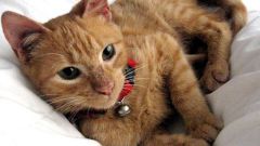 Как проводится операция для кошек «Бархатные лапки»