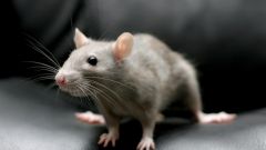 Почему женщины боятся мышей