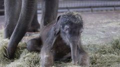 Сколько длится беременность самки слона