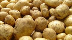 Как выбирать семенной картофель