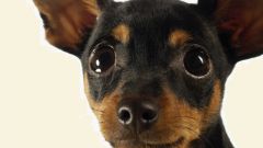 How to name a puppy toy Terrier