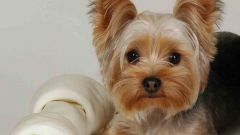 How much should a Yorkie weigh at 6 months