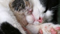 Почему у беременной кошки сильно шевелятся котята