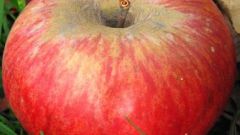 Какой вкус у яблок сорта «апорт»