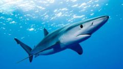 Какие акулы нападают на людей и где они водятся
