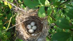 Как птицы вьют свои гнезда