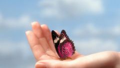 Как разводить бабочек в домашних условиях